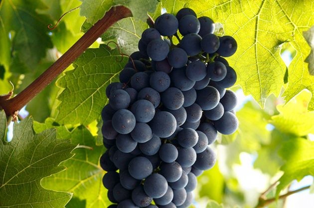 The Cabernet Sauvignon quiz